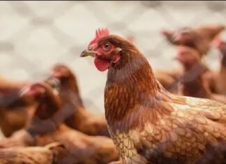 Gripe aviária: pelo menos 12 animais de 4 estados estão sob investigação