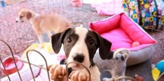 Em Águas Claras. Feira “Audote um Amigo” garante novos lares para cães e gatos resgatados do abandono