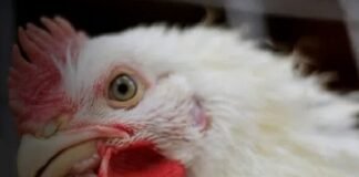 Brasil livre de gripe aviária