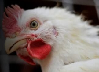 Brasil livre de gripe aviária