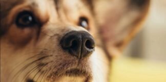 O que significa quando seu cachorro te segue por todos os lados