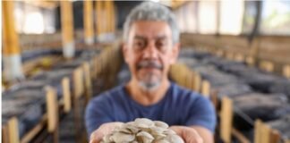 Produção de cogumelos cresce quase 50% no DF em um ano