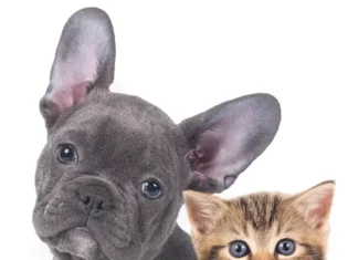 Agenda DF abre 1.080 vagas para castração gratuita de cães e gatos