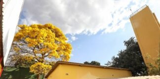 Ipê-amarelo plantado em escola tombada do Núcleo Bandeirante encanta população
