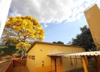 Ipê-amarelo plantado em escola tombada do Núcleo Bandeirante encanta população