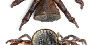 Vídeo: aranha “Oreo” chama atenção por formato de biscoito do abdômen
