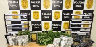 PCDF deflagra operação e prende casal por cultivo e divulgação de maconha em redes sociais