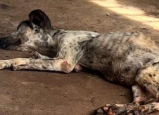 DRCA resgata animal em Samambaia