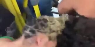 Vídeo: barraco ‘inclusivo’ em ônibos de Brasília