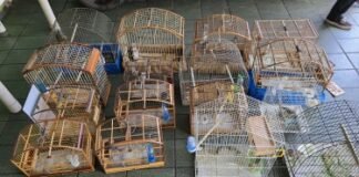 PCDF desmantela cativeiro clandestino de aves silvetres