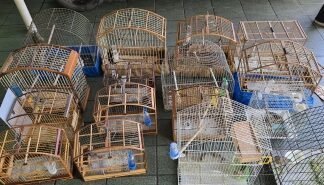 PCDF desmantela cativeiro clandestino de aves silvetres
