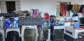 PCDF prende adestrador que mantinha cães confinados em caixas sem água e alimento