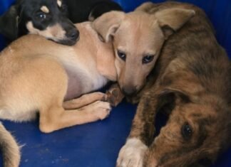 DRCA resgasta filhotes minutos depois de abandonados