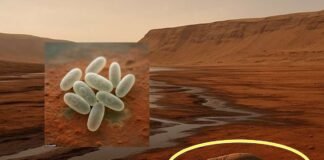 Vida na Terra pode ter começado em Marte, diz hipótese científica