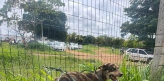 PCDF prende idoso acusado de maus tratos a animal
