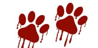 Gatos abandonados em antiga costelaria levam PCDF a deflagrar operação de resgate