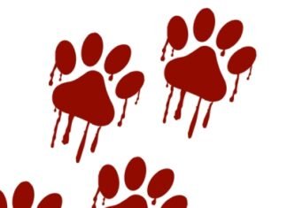 Gatos abandonados em antiga costelaria levam PCDF a deflagrar operação de resgate