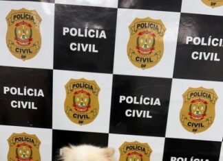 PCDF recupera cachorro furtado no Lago Norte em ação rápida da 9ª DP