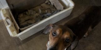 Projeto cria disque denúncia de maus-tratos a animais no DF