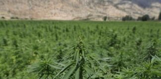Juiz solta homem que plantava maconha no DF, saiba o motivo