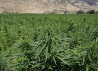 Juiz solta homem que plantava maconha no DF, saiba o motivo