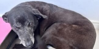 Polícia pede internação de adolescente por morte do cão Orelha e indicia três adultos por coação