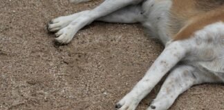 Clínica veterinária do DF condenada por morte de cadela em castração