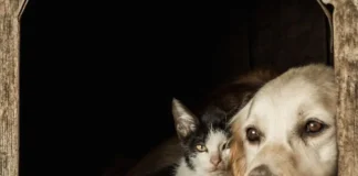 Daniel Donizet protocola projeto que cria disque denúncia de maus-tratos a animais no DF