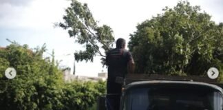 Derrubada de árvores na Asa Norte: veja nota de esclarecimento da empresa