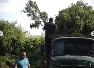 Derrubada de árvores na Asa Norte: veja nota de esclarecimento da empresa