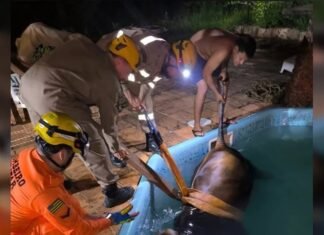 Bombeiros resgatam vaca que caiu em piscina em Goianira