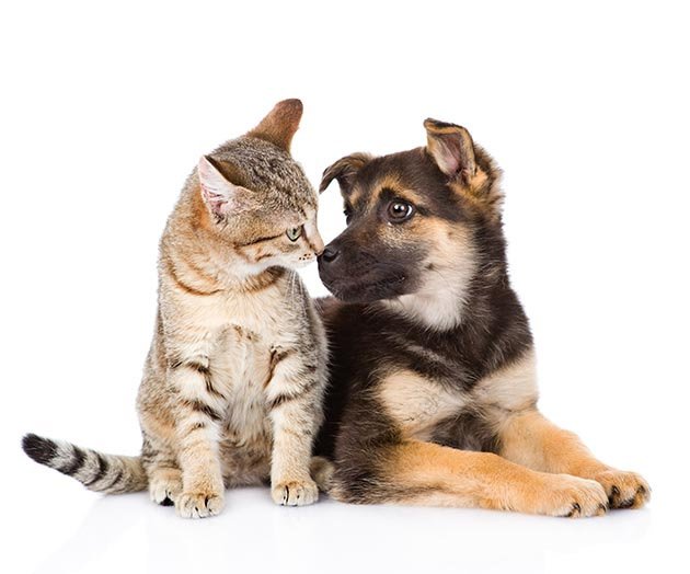 gato-e-cachorro