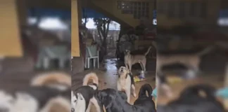Operação resgata 14 cães abandonados em Planaltina DF