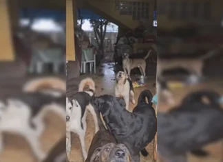 Operação resgata 14 cães abandonados em Planaltina DF