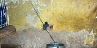 DRCA prende homem que mantinha cachorro constantemente preso