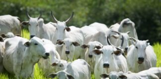 primeira etapa começa em 1º de maio – Portal Goiás