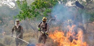 Fapeg lança chamada pública para projetos que visam prevenir incêndios no Cerrado – Portal Goiás