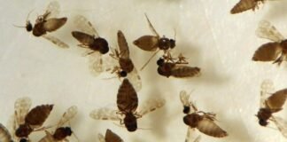 Saúde confirma primeiro caso de febre Oropouche em Anápolis – Portal Goiás