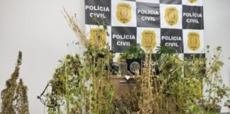 PCDF prende homem por tráfico de drogas em Taguatinga/DF