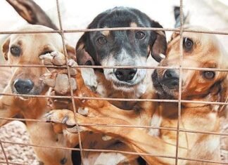 Castração gratuita para quem tem mais de 10 animais no DF