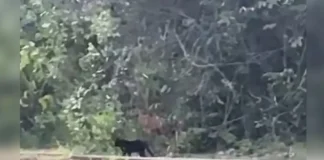 Ibram confirma que “onça-preta” da Ermida era um gato