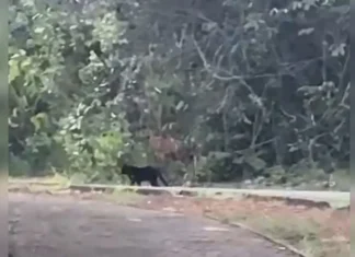 Ibram confirma que “onça-preta” da Ermida era um gato