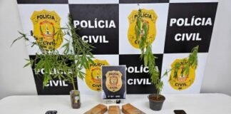 Operação Hide and Seek: 6ª DP prende dupla por tráfico de droga
