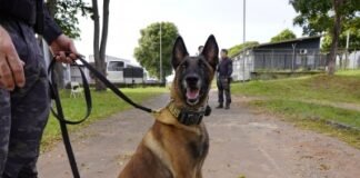 Cão da PCDF localiza arma durante operação