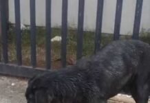 DRCA localiza e indicia homem que teria usado pitbull para atacar cães comunitários e destruir abrigos
