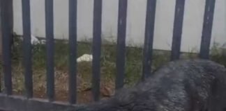 DRCA localiza e indicia homem que teria usado pitbull para atacar cães comunitários e destruir abrigos