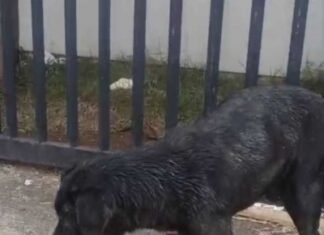 DRCA localiza e indicia homem que teria usado pitbull para atacar cães comunitários e destruir abrigos