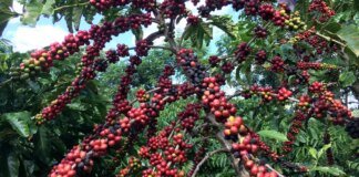 Exigências regulatórias da UE podem embarreirar pequenos cafeicultores