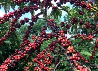 Exigências regulatórias da UE podem embarreirar pequenos cafeicultores