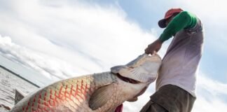 GDF restringe pesca do pirarucu no DF apenas a pescadores profissionais